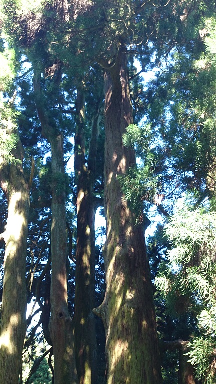 篠栗の大和の大杉